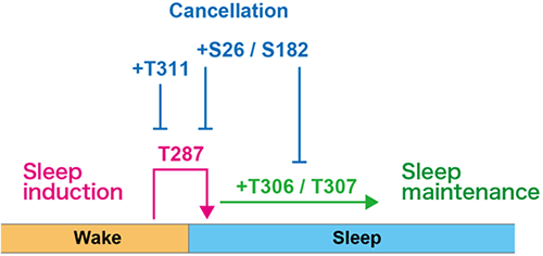 Fig.3  A schematic model of sleep regulation by CaMKIIβ phosphorylation state