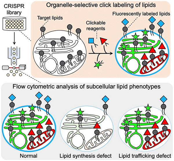 Figure 1:  O-ClickFC for high-throughput analysis of single-cell lipid metabolism at the organelle level