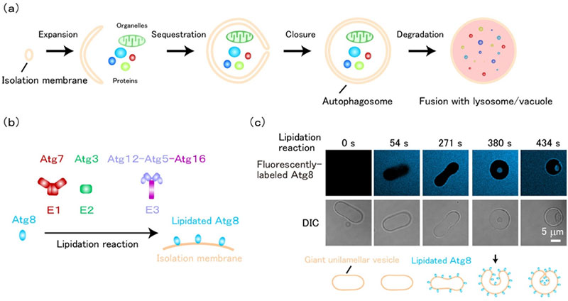 Fig1.  Membrane invagination induced by Atg8-E1-E2-E3