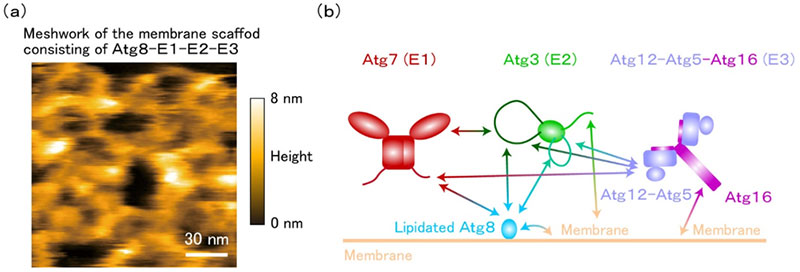 Fig. 2  Structure of the lipidated Atg8-E1-E2-E3 membrane scaffold