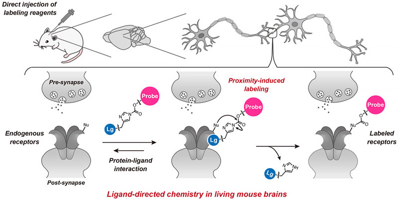 Fig.1　Chemical labeling of neurotransmitter receptors in the living mouse brain