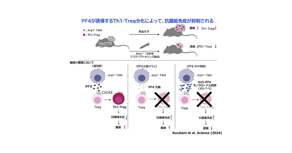 共同発表：自己免疫を起こさないがん免疫活性化法を開発～腫瘍