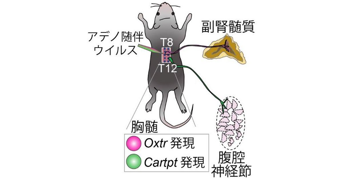 39. RNA代謝調節因子Ddx20による神経前駆細胞およびオリゴ