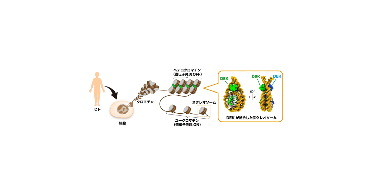 共同発表：がんたんぱく質による遺伝子制御の仕組みを発見