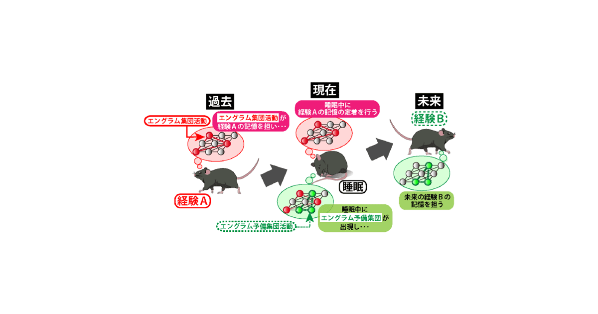 共同発表：脳が未来の記憶に備える重要なプロセスを発見～睡眠は