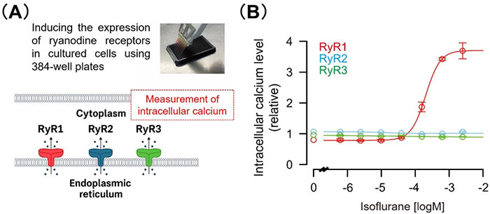 Fig1. Experimental schematic of calcium release detection and RyR1 activation by isoflurane