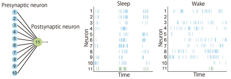 Figure 1. Construction of neural network and populational activity during sleep and wakefulness generated by simulation