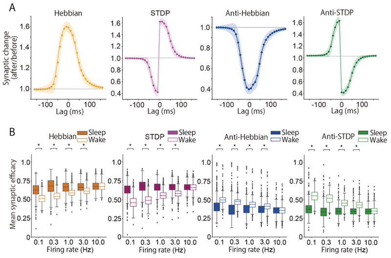 Figure 2. Comparison of synaptic strength during sleep and wakefulness (Firing rate in wakefulness = Firing rate in sleep)