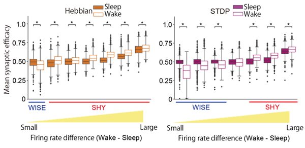 Figure 3. Comparison of synaptic strength during sleep and wakefulness (Firing rate in wakefulness > Firing rate in sleep)