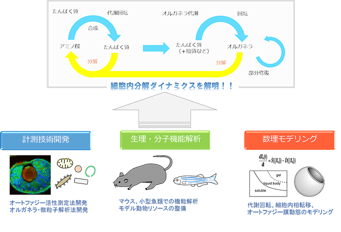 図　研究領域「細胞内分解ダイナミクス」の概要