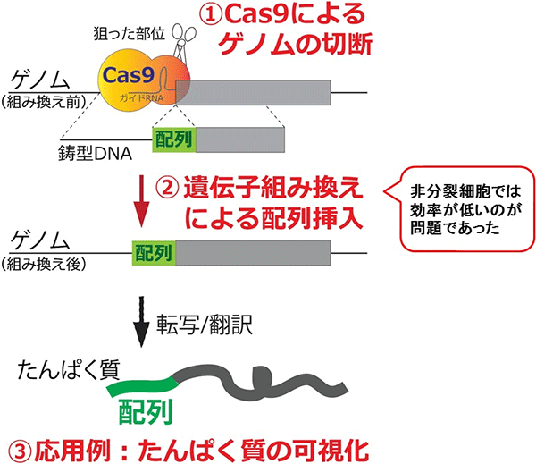 図１　ＣＲＩＳＰＲ－Ｃａｓ９を用いて正確にゲノム編集を行う技術