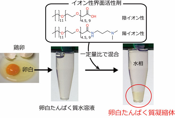 図１　卵白たんぱく質凝縮体の形成