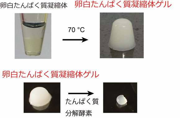 図２　加熱による卵白たんぱく質凝縮体のゲル化