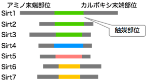 図１　今回解析したヒトが持つ７種類のサーチュイン