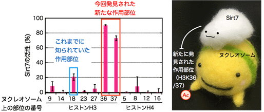 図３　卵白たんぱく質凝縮体ゲルの圧縮強度