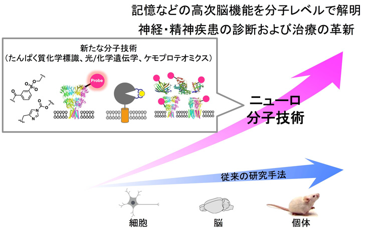 図　研究領域「ニューロ分子技術」の概要