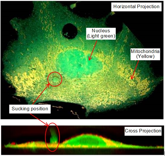 Fig.2 Sucking of Intracellular Substances