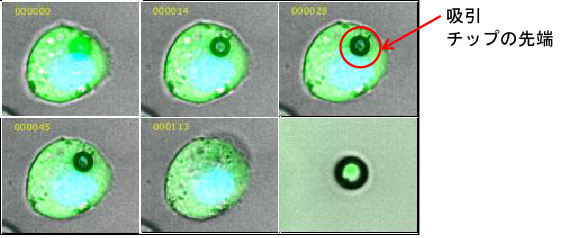 図３　細胞内物質吸引の例