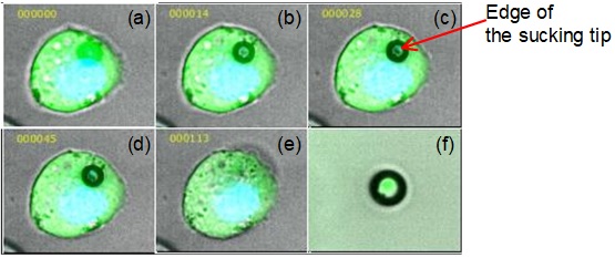 Fig.3 Image examples of a sucking process