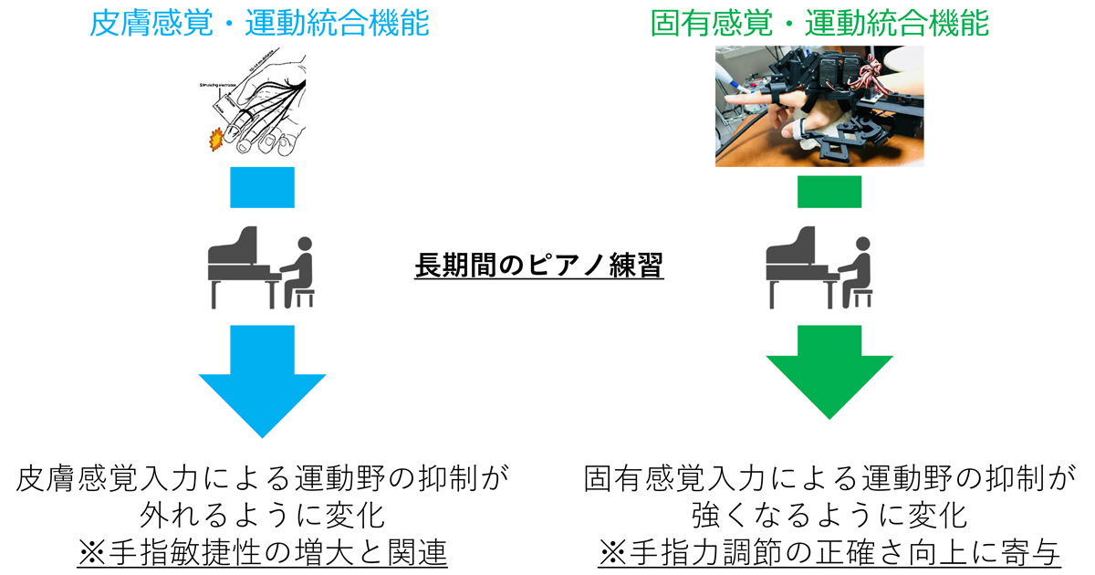 機構報 第1383号 ピアニストの巧みな指さばきを叶える生体機能の仕組みを発見 技能に個人差を生む要因の解明へ