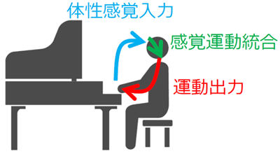 図１　体性感覚と運動出力の関係（感覚運動統合）