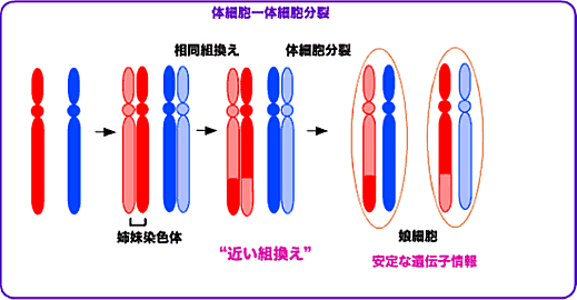 違い と の 分裂 分裂 減数 体 細胞