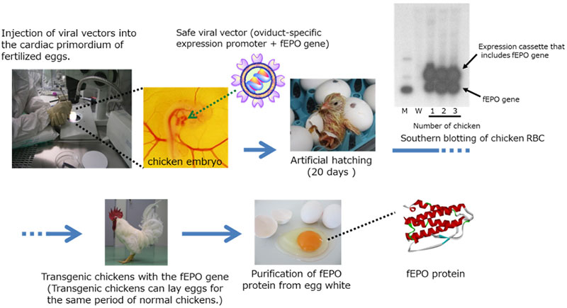 Fig.1 The production of fEPO by transgenic chicken ©Kaneka