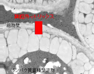 AtVSR1欠損変異株