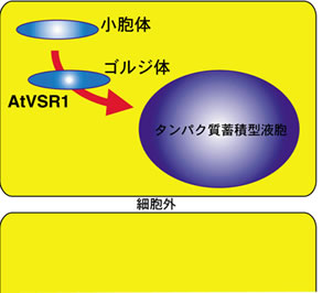 野生株