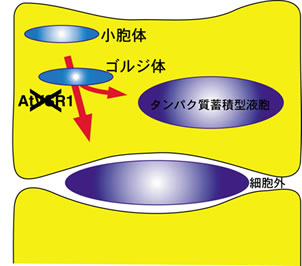 AtVSR1欠損変異株