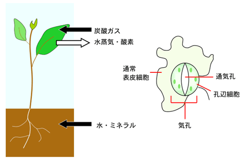 science and technology