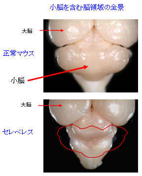 図１左