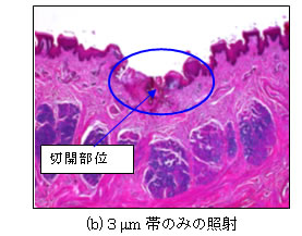 図５ｂ