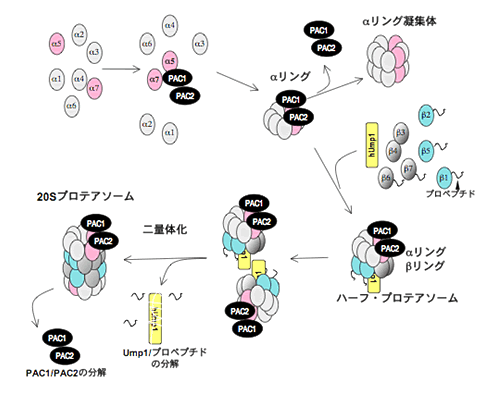 図４