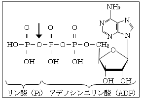 アデノシン三リン酸