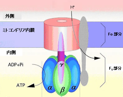 図１