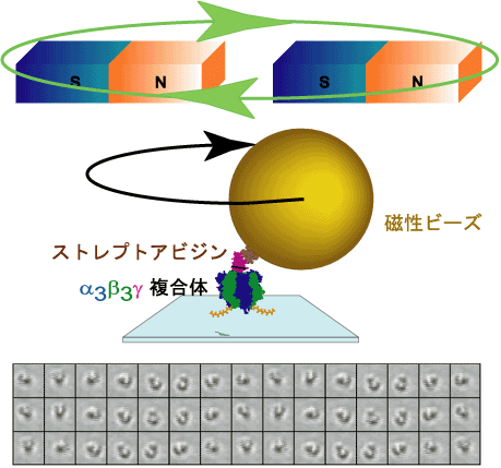 図３