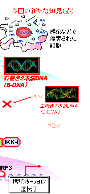 DNAによる自然免疫賦活化作用