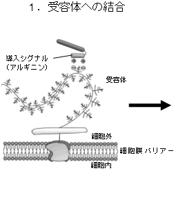 １．受容体への結合