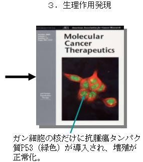 ３．生理作用発現