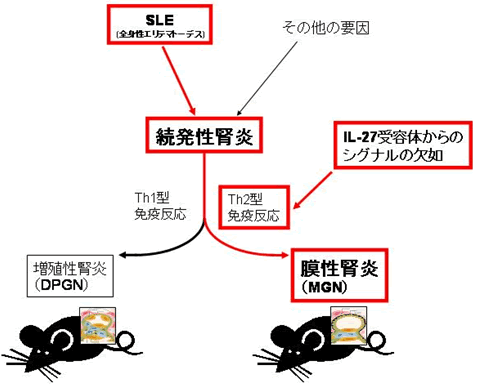 図３　本研究の成果