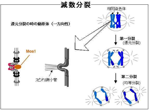 図２　減数分裂