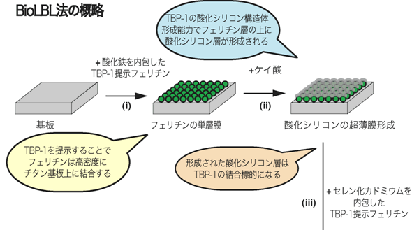 図１　交互積層法（BioLBL法）の概略