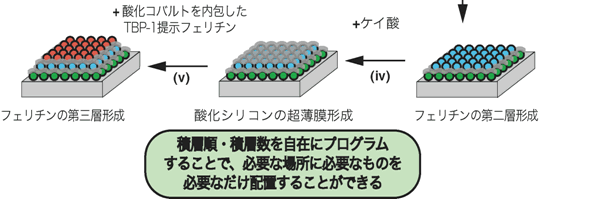 図１　交互積層法（BioLBL法）の概略