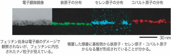 図２　BioLBL法によって形成された半導体ナノ粒子の多層膜の断面像