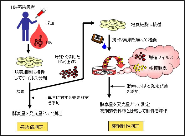 図．本検査法の概略図