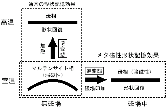 図．NiCoMnIn系で初めて実現したメタ磁性形状記憶効果の説明図