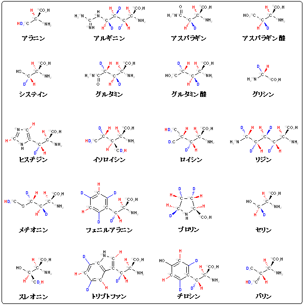 図２：タンパク質を構成する20種類のセイルアミノ酸の構造