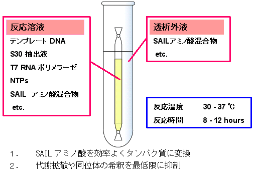 図３： 無細胞タンパク質合成の模式図