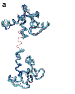 図４：セイル法により立体構造解析したタンパク質。a) カルモジュリン（分子量1.7万）